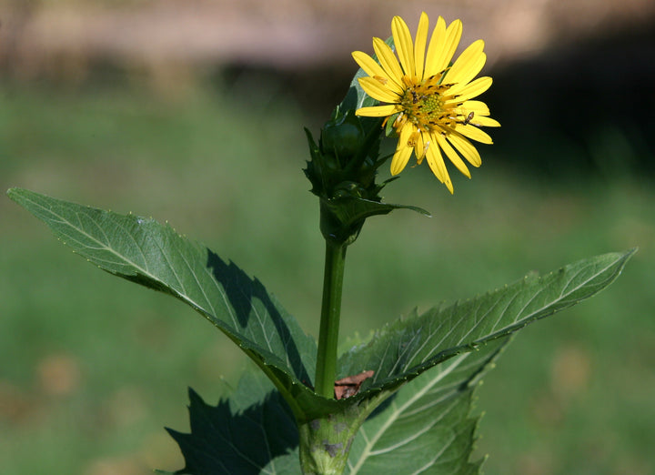 Yellow Silphium Perfoliatum Flower Seeds for Planting - 100