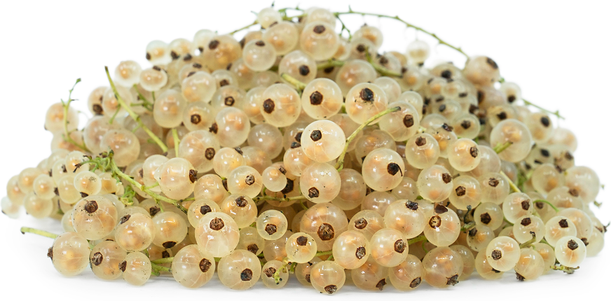 White Currant (Ribes rubrum) / Common Name: White Currant