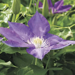 H F Young Clematis Seeds Large Lavender Clematis Blooms High Germination Garden Seeds heirloom non-gmo seeds