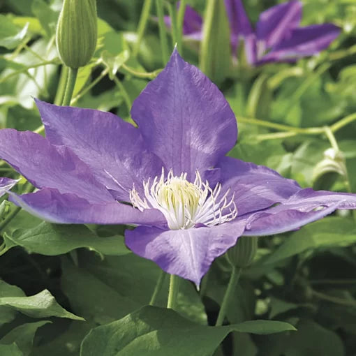 H F Young Clematis Seeds Large Lavender Clematis Blooms High Germination Garden Seeds heirloom non-gmo seeds