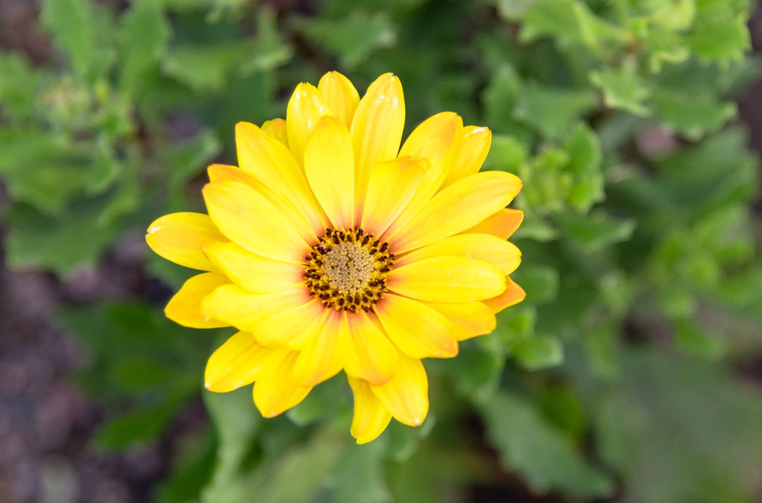 planting daisy seeds indoors Daisy Flower Seeds for Indoor & Garden Planting