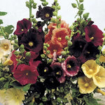 Old Barnyard Hollyhock Seeds Traditional Country Garden Hollyhocks High Germination Garden Seeds heirloom non-gmo seeds