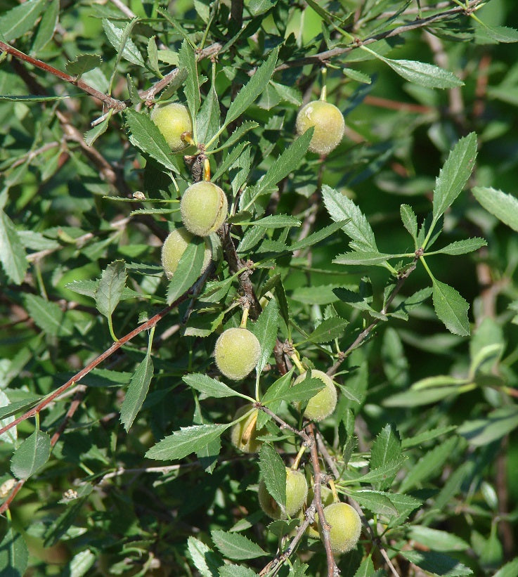 Long-Peduncled Almond (Prunus amygdalus)