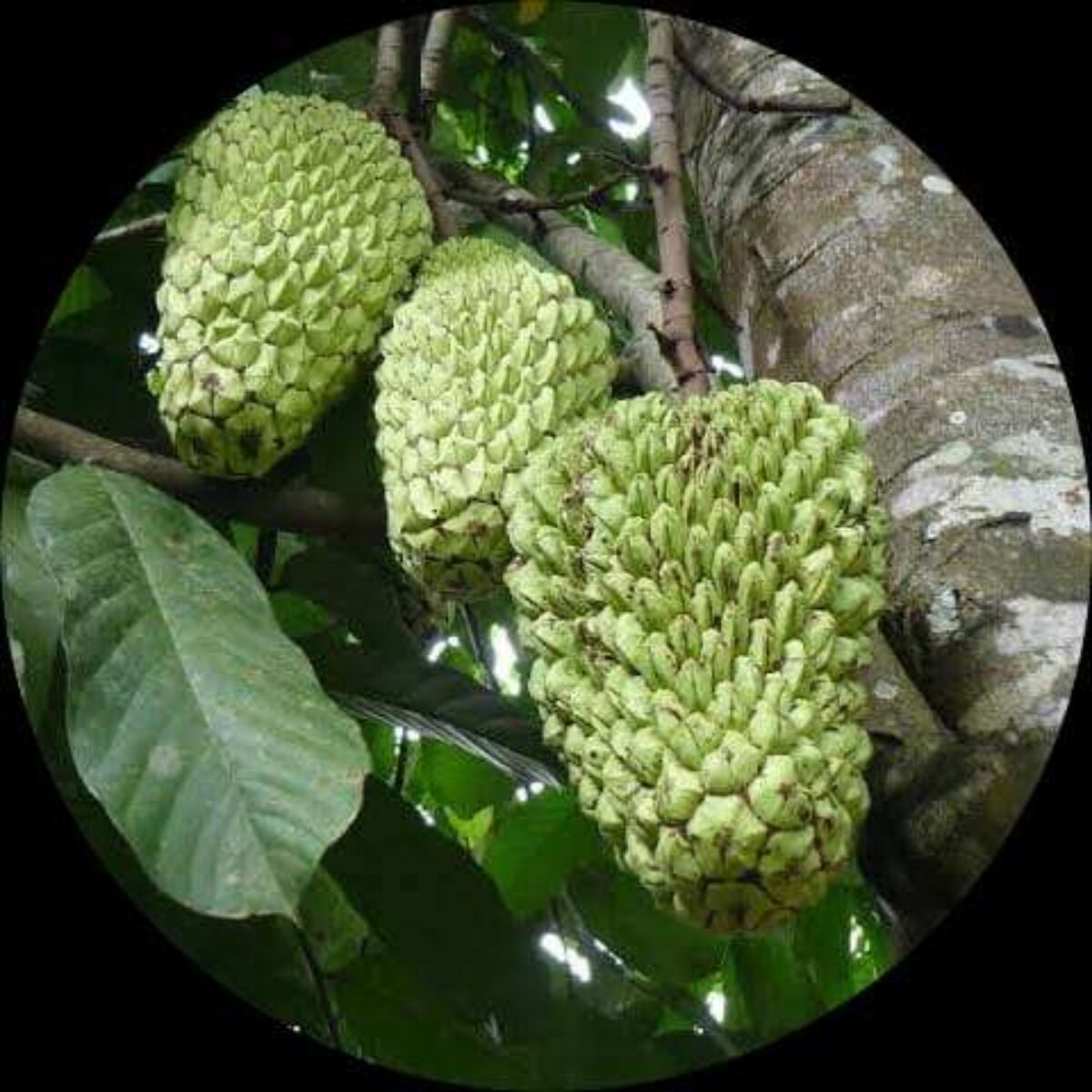 Junglesop (Annona hypoglauca)