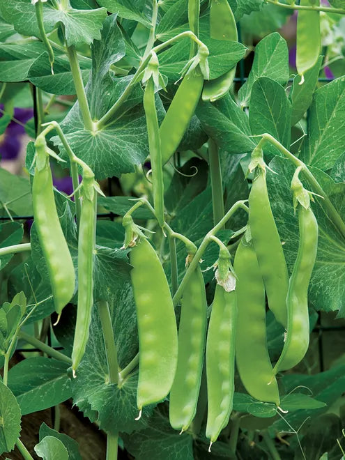 Pea Seeds (Organic) - Oregon Sugar Pod II