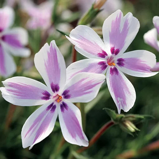 Candy Stripe Creeping Phlox Seeds Candy Stripe Creeping Phlox Seeds Pink White Groundcover Phlox High Germination Garden Seeds variegated creeping phlox seeds pink white phlox groundcover seeds striped phlox trailing seeds Phlox sp. heirloom non-gmo seeds