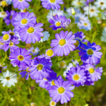 Blue Iberidifolia Flower Seeds for Planting for planting in home garden
