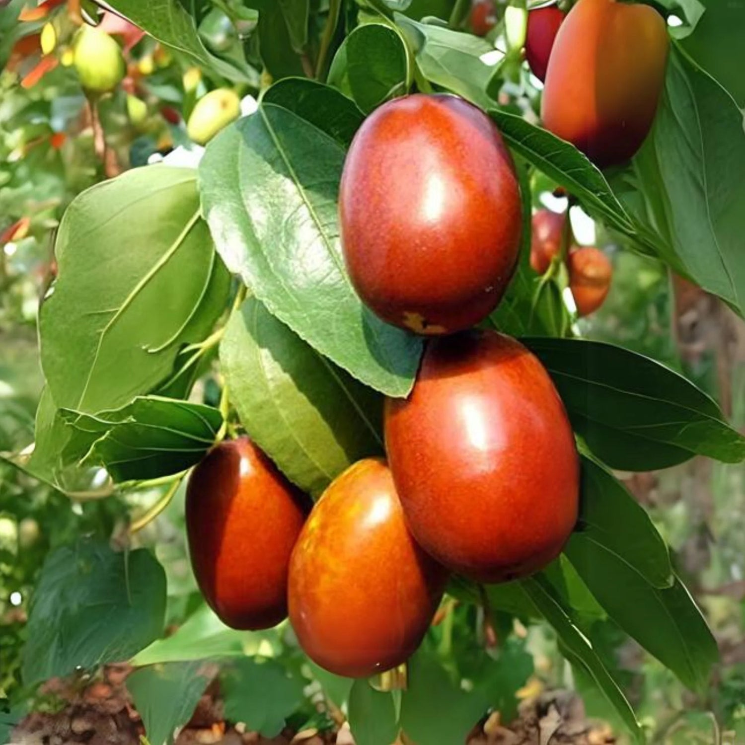Jujuba Fruit Seeds - A Sweet and Nutritious Fruit for Your Garden
