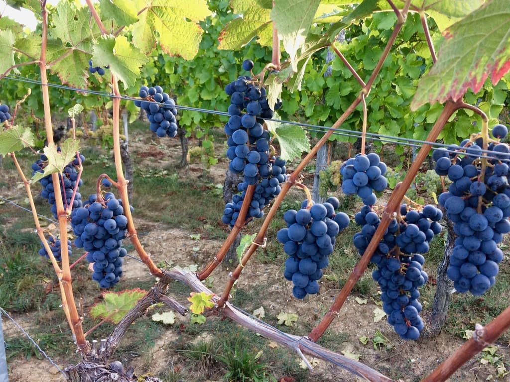 Blue Grape Fruit Seeds - A Rare and Beautiful Grape Variety for Your Garden