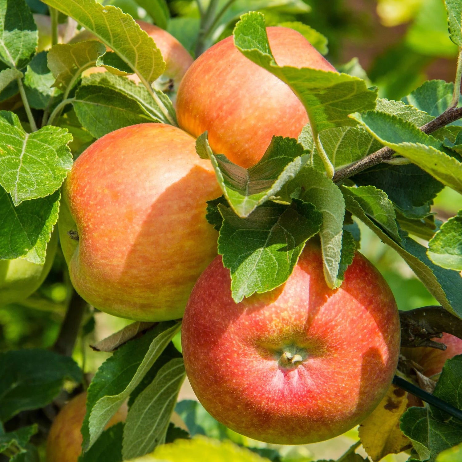 Speckled Apple Fruit Seeds for Planting - Growing Colorful and Flavorful Apples