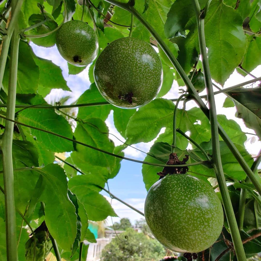 Passion Fruit Seeds for Growing Tangy and Exotic Tropical Fruits