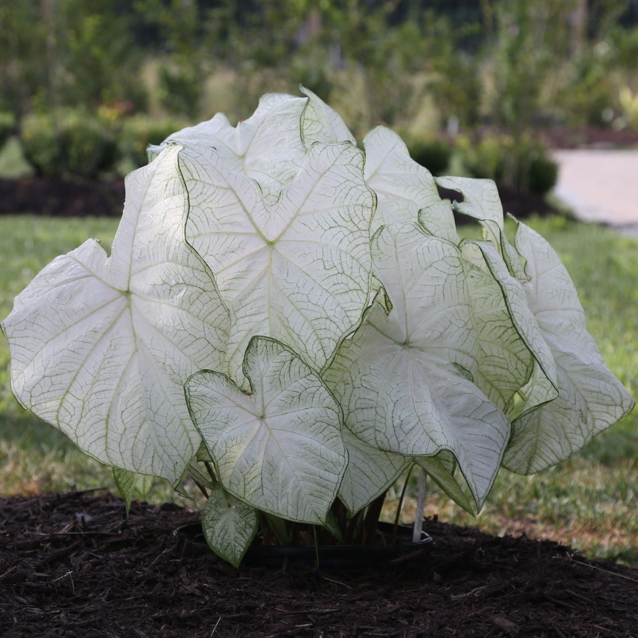 Caladium Bulbs - Florida Moonlight