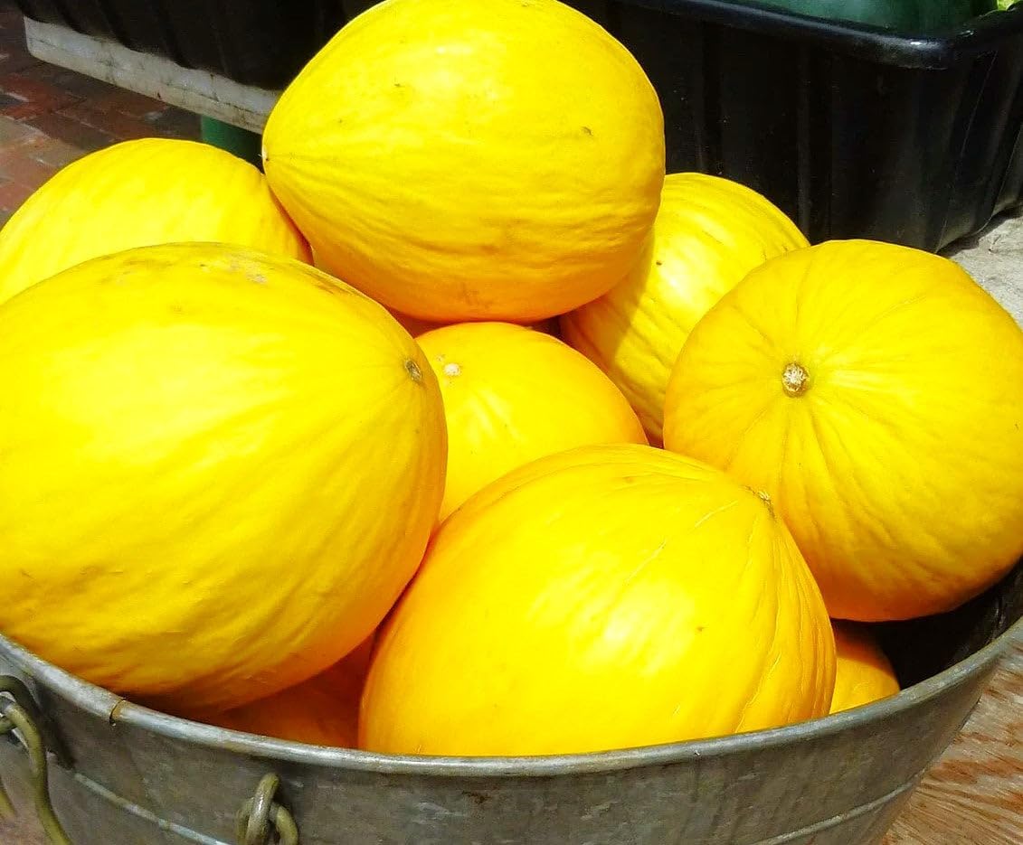 Yellow Cucumis Melo Fruit Seeds - Sweet and Refreshing Melons for Your Garden
