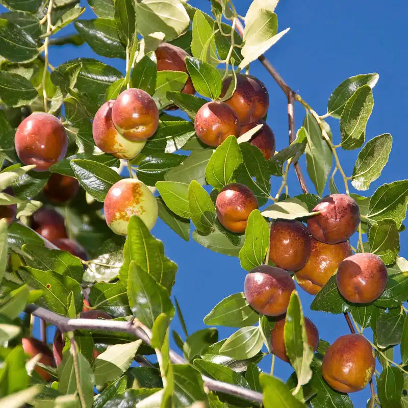 Jujuba Fruit Seeds - A Sweet and Nutritious Fruit for Your Garden