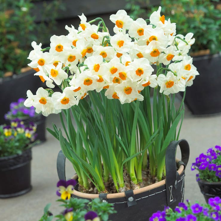 flowers high quality flower seeds for growing vibrant and colorful blooms in home gardens and landscapes organic flowers premium organic flower seeds for sustainable gardening and beautiful blossoms suitable for all climates