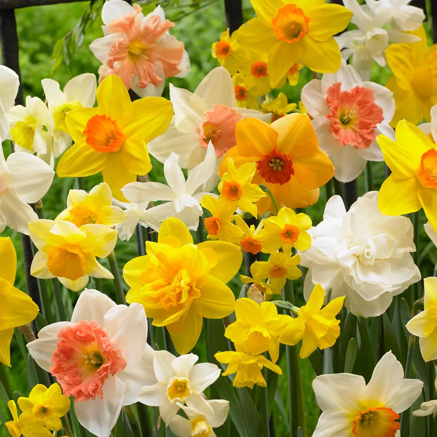 Narcissus Kitchen Sink Mix Daffodil Seeds