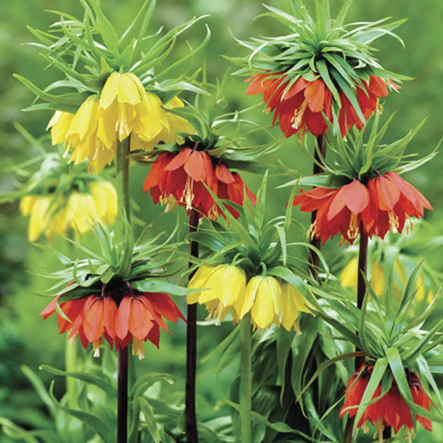 Fritillaria Blend Crown Imperial Bulbs