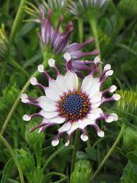 Blue Daisy Felicia amelloides flower seeds for balcony and home garden planting