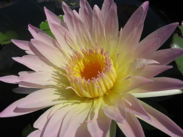 Nymphaea Day Glow