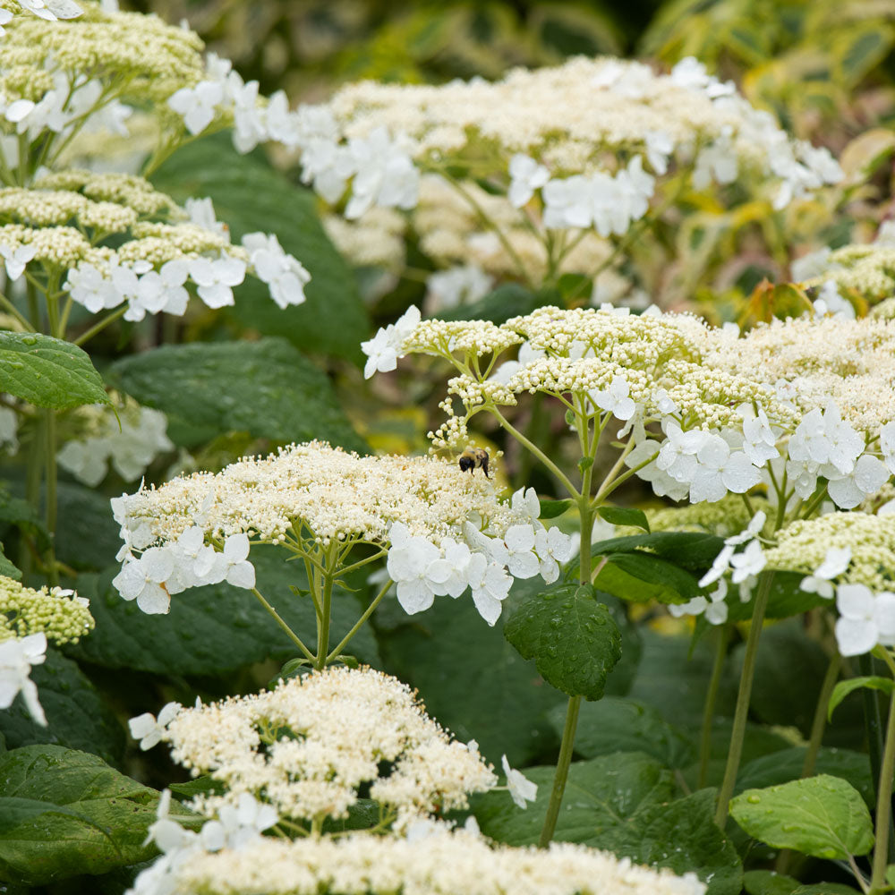 Arborescens Plant Seeds – Hardy & Beautiful Shrub-Heirloom & Non-GMO Seeds for plantingg – Fresh Herb for Your Garden