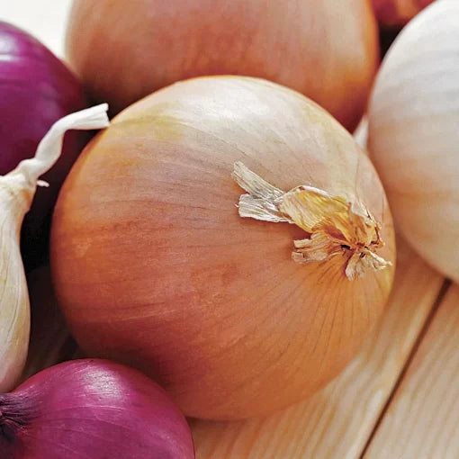 Granex Yellow Onion Seeds High Germination Garden Seeds heirloom non-gmo seeds