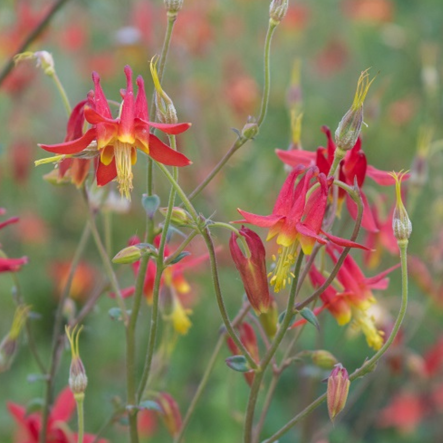 Aquilegia Seed Mix