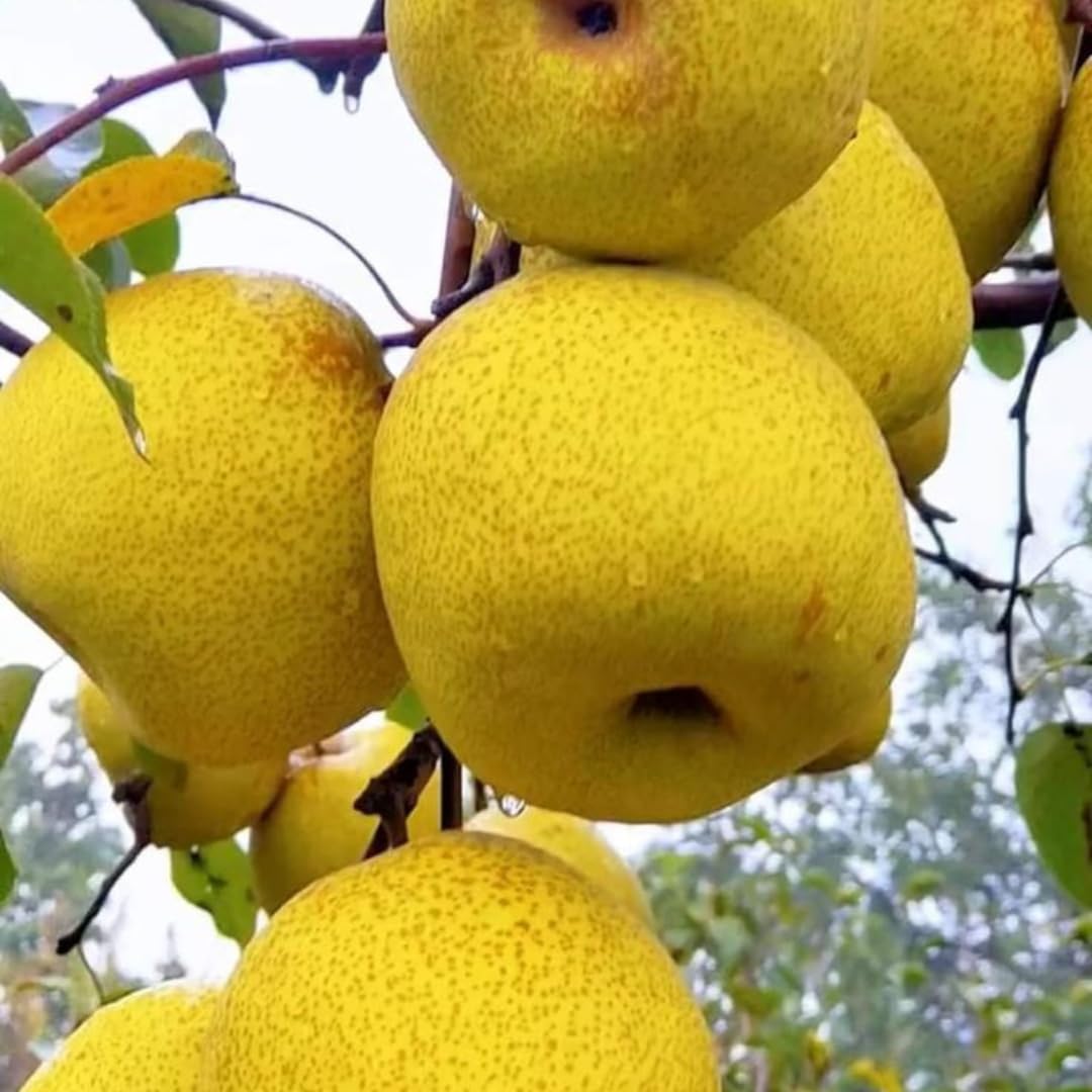 Duchess Pear Fruit Seeds for Planting - Growing Crisp and Juicy Pear Trees in Your Garden