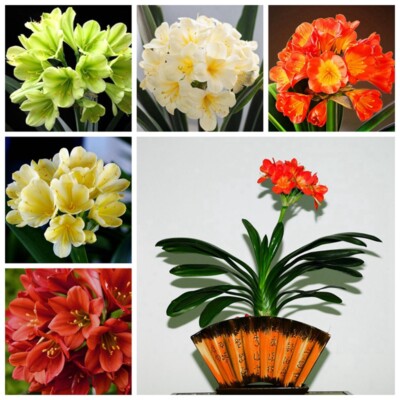 Clivia Multicolor Clivia Flower Seeds