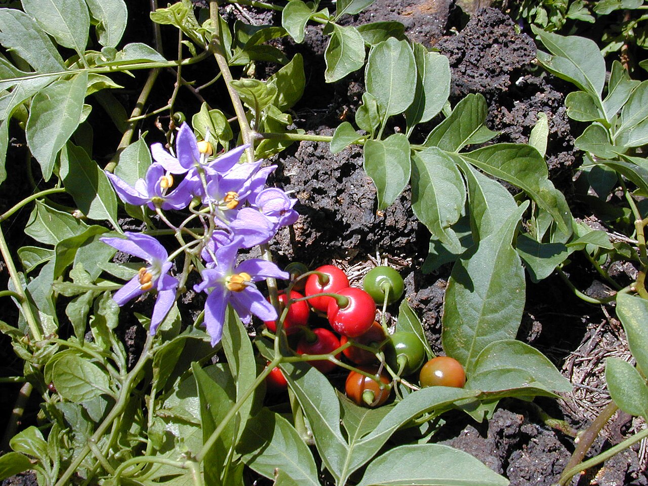 Solanum Fruit Seeds for Growing Unique and Flavorful Fruits
