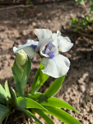 44 North Dwarf Iris