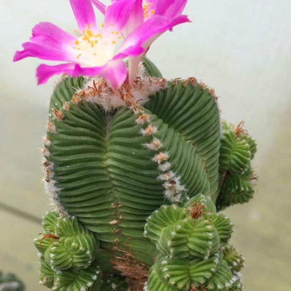 Mixed Aztekium Valdezii Flower Seeds for Planting - 100 pcs