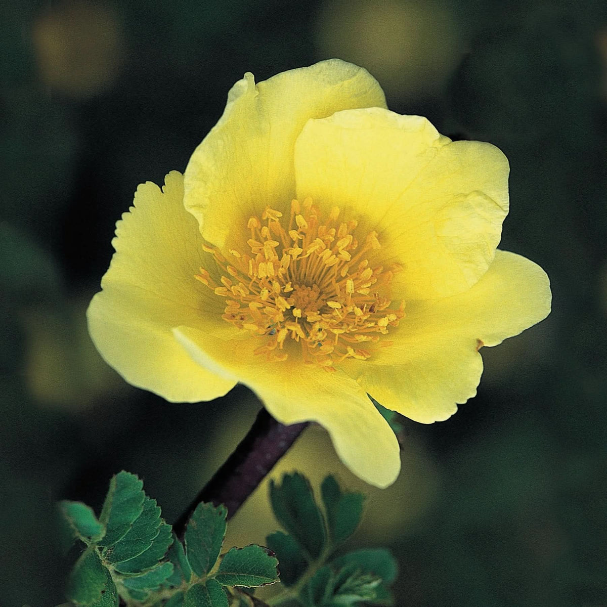 Xanthina Rose Flower Seeds for Planting – 100, Heirloom, Non-GMO Garden Seeds - Rose for planting in home garden