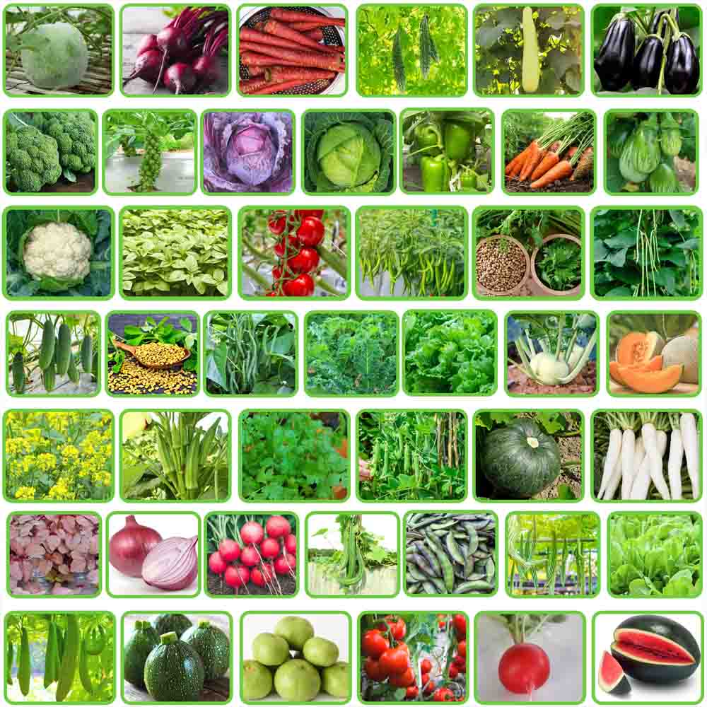 Varieties of Vegetable Seeds for Planting