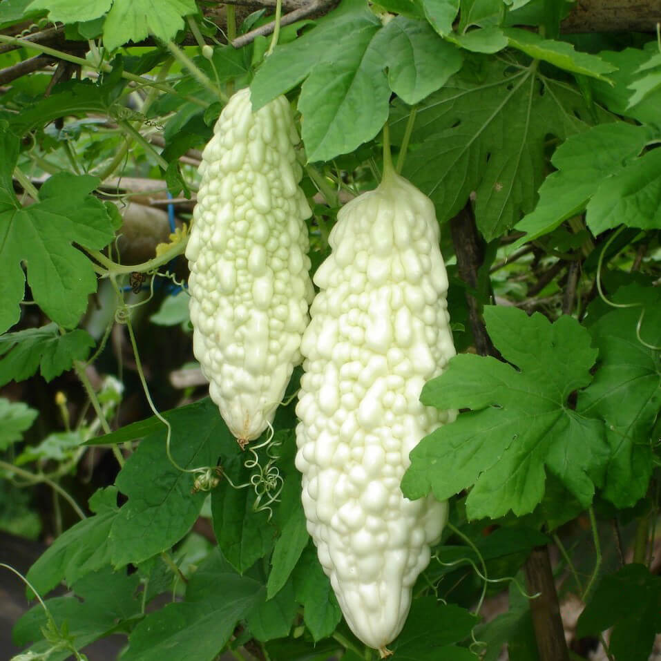 Philippine Bitter Gourd (Ampalaya) Vegetable Seeds for Planting
