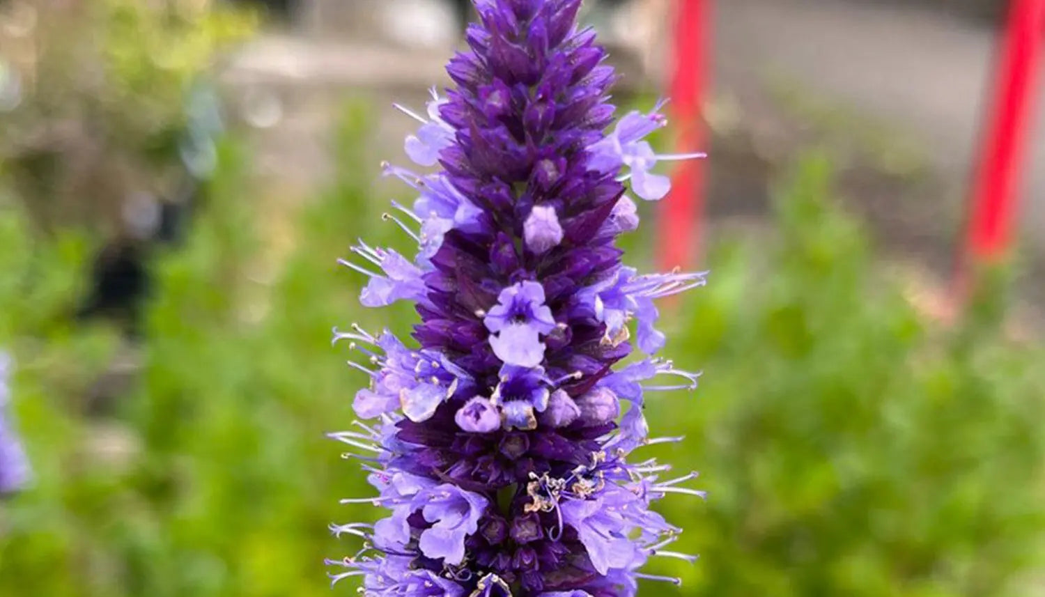 Purple Hyssop Plant Seeds for Aromatic and Medicinal Garden Use – Fresh Herb for Your Garden