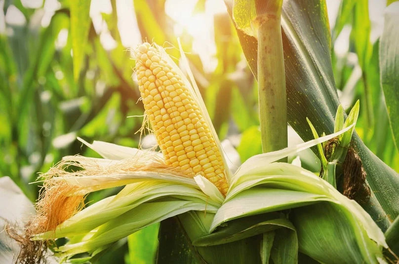 Honey ’N Pearl Hybrid Corn Seeds | Extra-Sweet Early Bicolor Corn – Heirloom, Non-GMO, High Germination Organic Garden Seeds