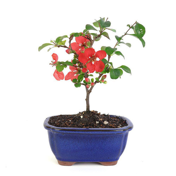 Mini Hibiscus Flower Seeds Rare Chinese Rose Bonsai