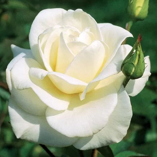 John F Kennedy Hybrid Tea Rose Seeds Pure White Classic Rose High Germination Garden Seeds heirloom non-gmo seeds