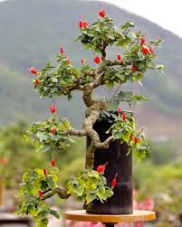 Mini Hibiscus Flower Seeds Rare Chinese Rose Bonsai