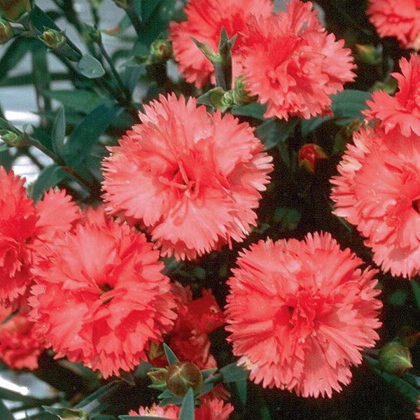 Carnation Seeds - Orange Sherbet