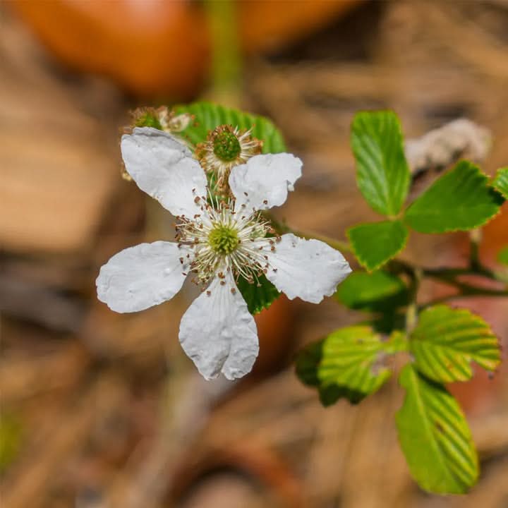 Rubus Cuneifolius Flower Seeds for Planting – Wildflower with Edible Fruit Blooms