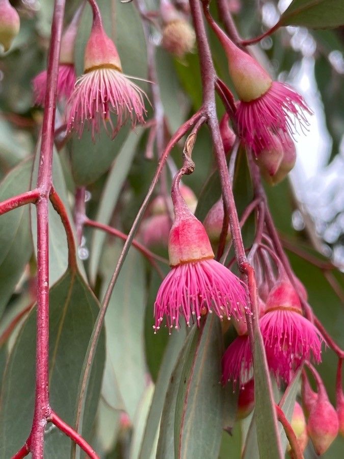 Pink Eucalyptus Sideroxylon Plant Seeds for Colorful Outdoor Gardens – Fresh Herb for Your Garden