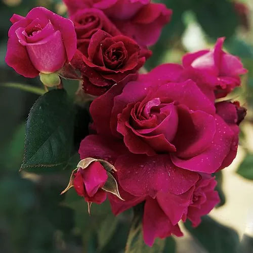 Intrigue Floribunda Rose Seeds Deep Plum-Purple Rose Variety High Germination Garden Seeds heirloom non-gmo seeds