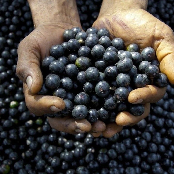 Acai (Euterpe oleracea) Seeds