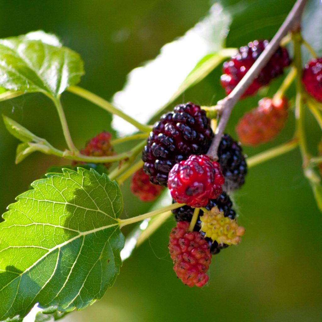 Mulberry Fruit Seeds, Plant for Sweet and Juicy Berries