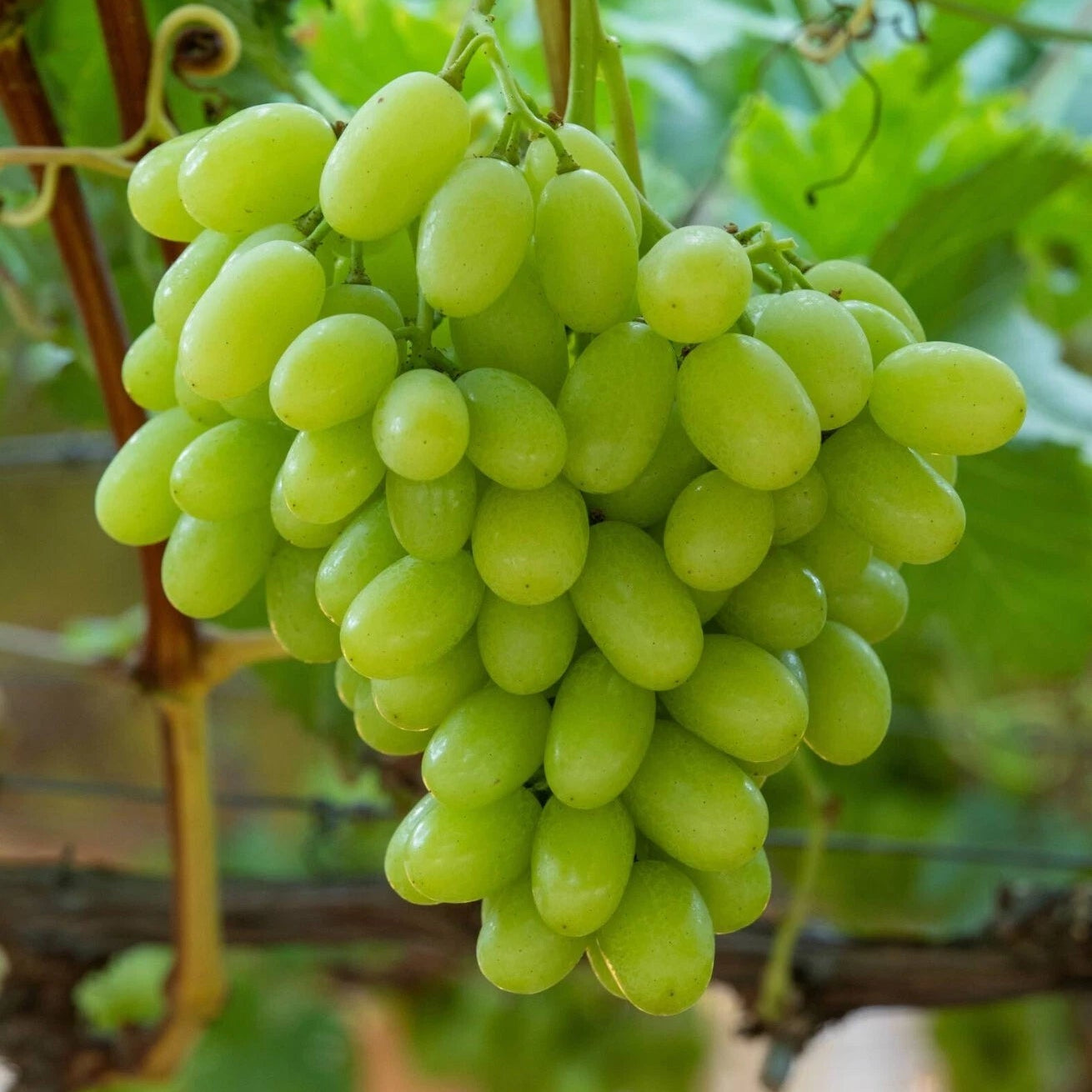 Light Green Grape Fruit Seeds for Planting - Sweet Grapes with a Refreshing Taste, Heirloom Seeds