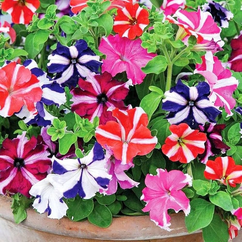 Saga Multicolor Petunia Flower Seeds
