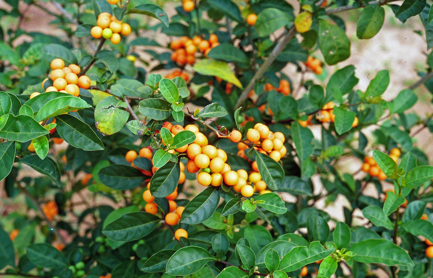 Solanum Fruit Seeds for Growing Unique and Flavorful Fruits