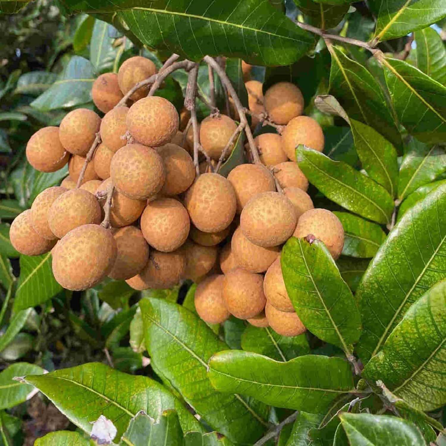 Dragon's Eye Fruit Seeds for Planting - Exotic and Sweet Fruit for Your Garden, GMO Free Seeds