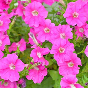 garden bed filled with elegant Rose of Heaven plants in bloom

